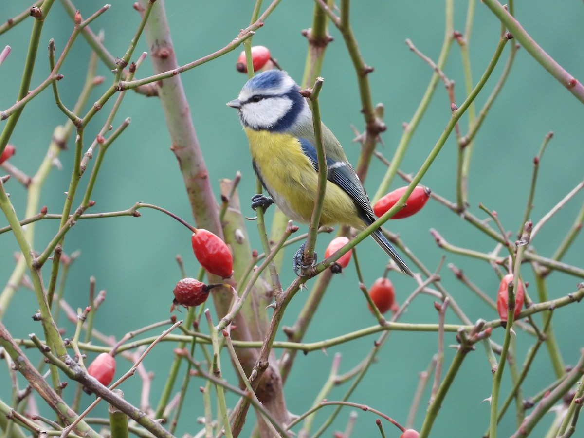 Mésange bleue - ML647372123
