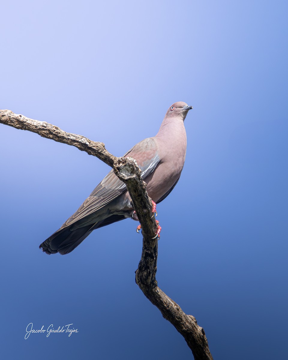 Pigeon simple - ML647372126