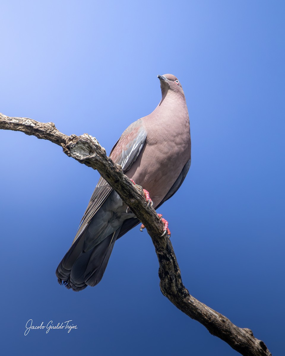 Pigeon simple - ML647372127