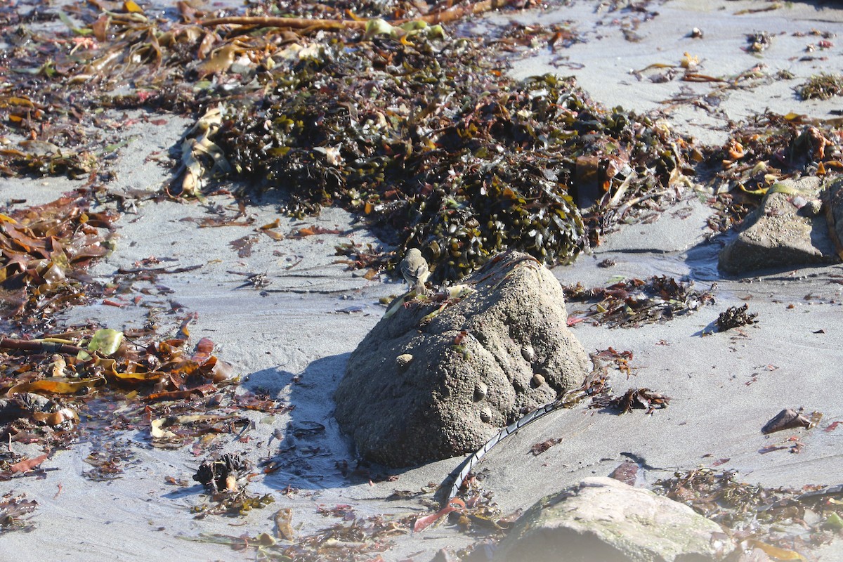 Pipit farlouse - ML647372128