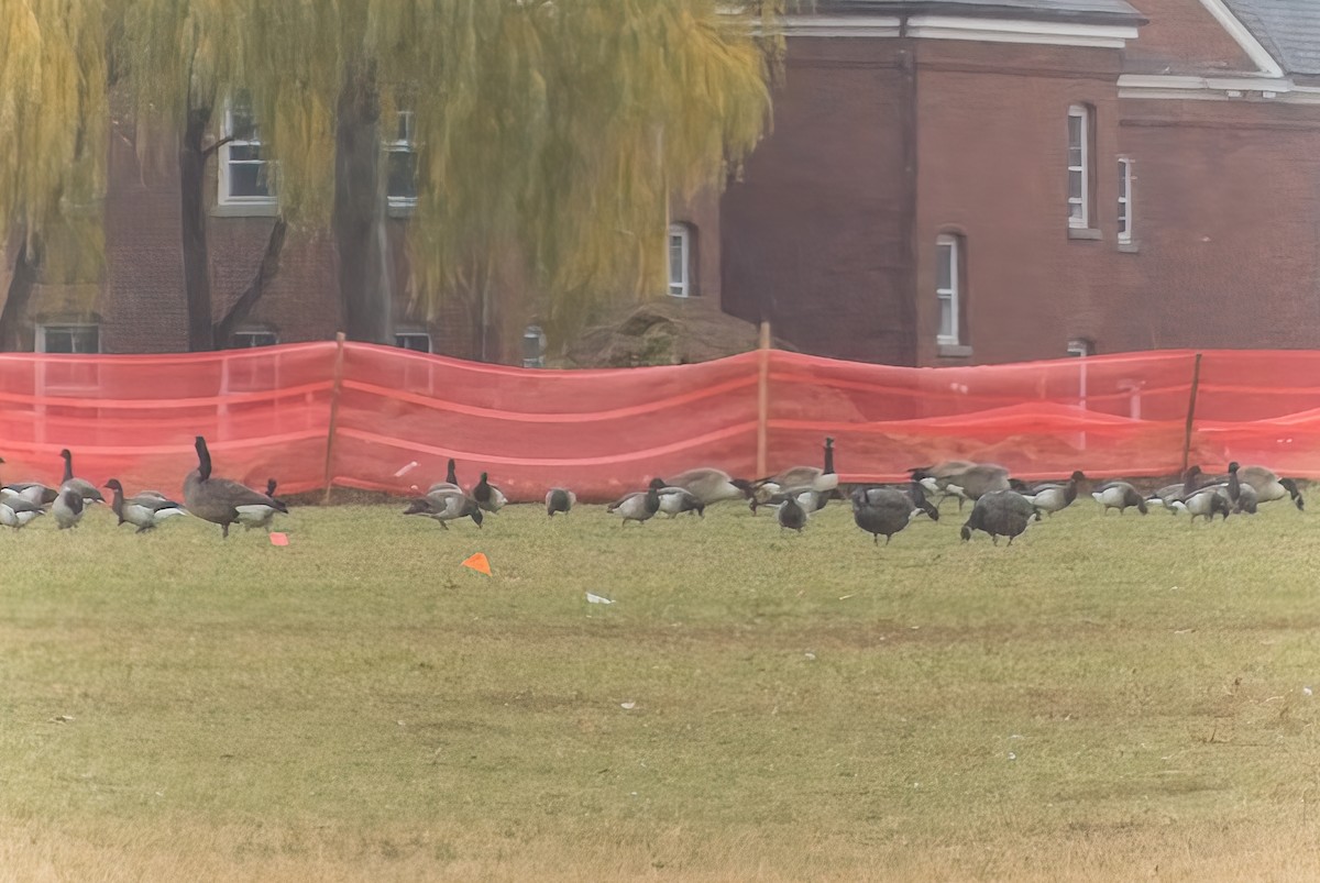 Bernache de Hutchins ou B. du Canada - ML647372129