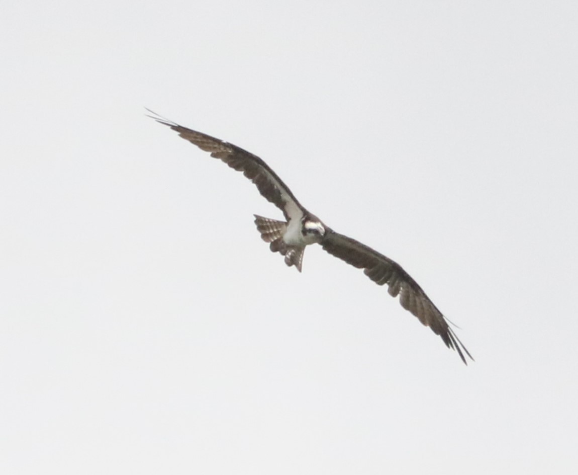 Balbuzard pêcheur - ML647372130