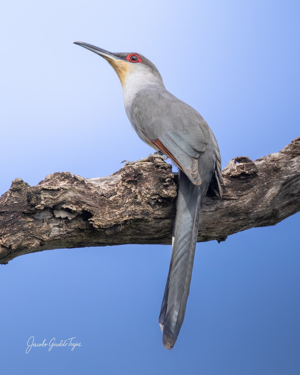 Tacco d'Hispaniola - ML647372132