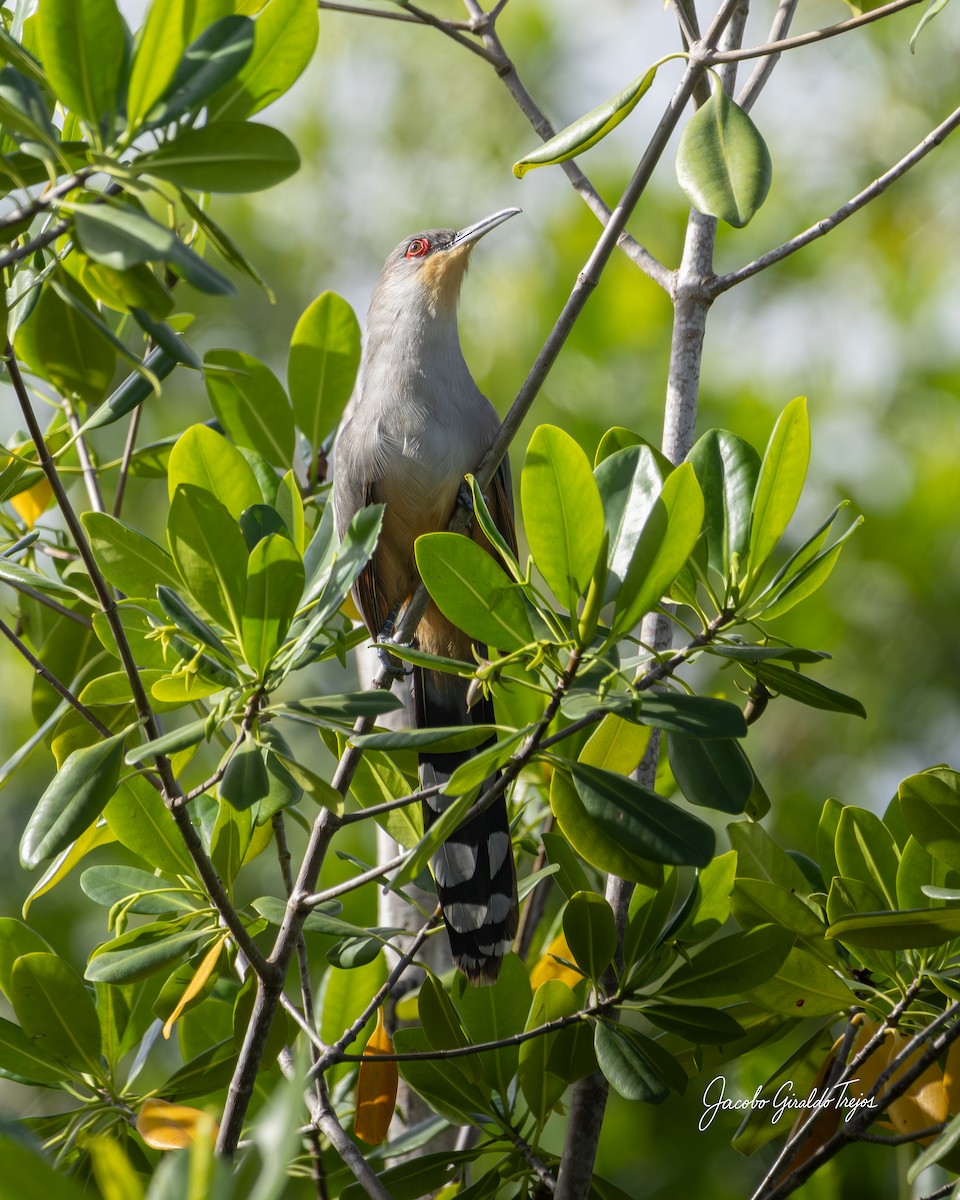Tacco d'Hispaniola - ML647372133