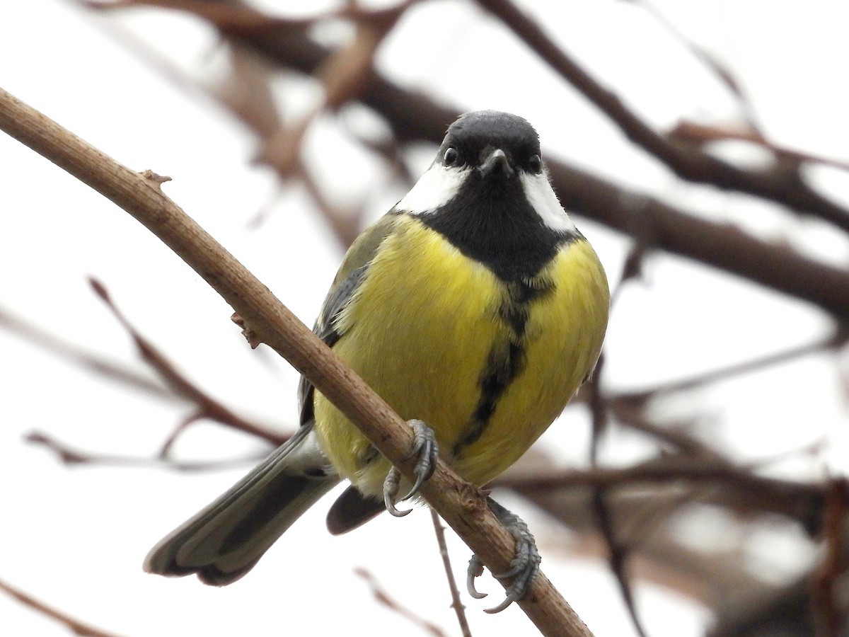 Mésange charbonnière - ML647372136
