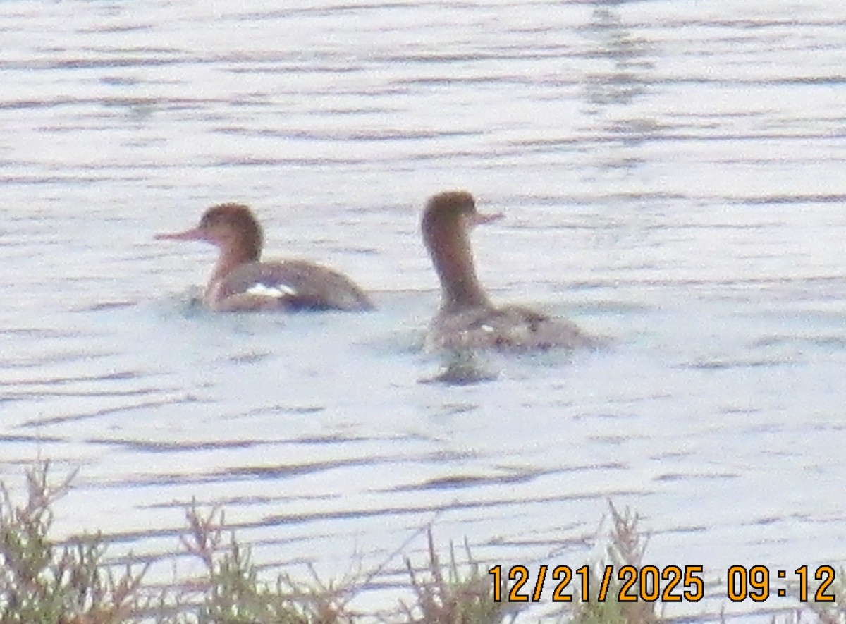 Harle huppé - ML647372137