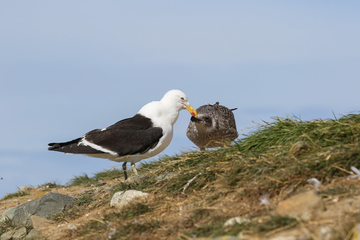 Goéland dominicain - ML647372138