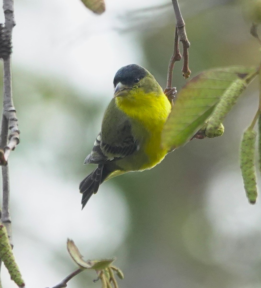 Chardonneret mineur - ML647372139