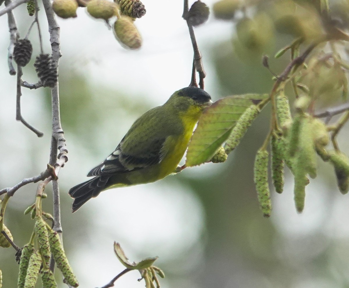 Chardonneret mineur - ML647372140