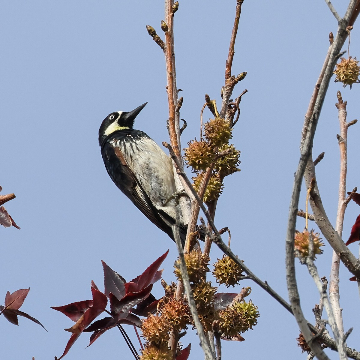 Pic glandivore - ML647372142