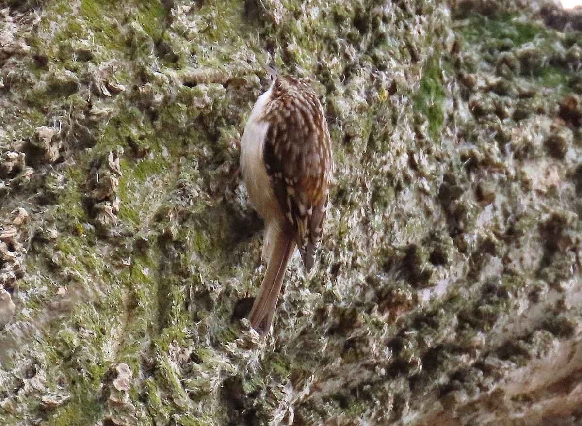 Grimpereau brun - ML647372143