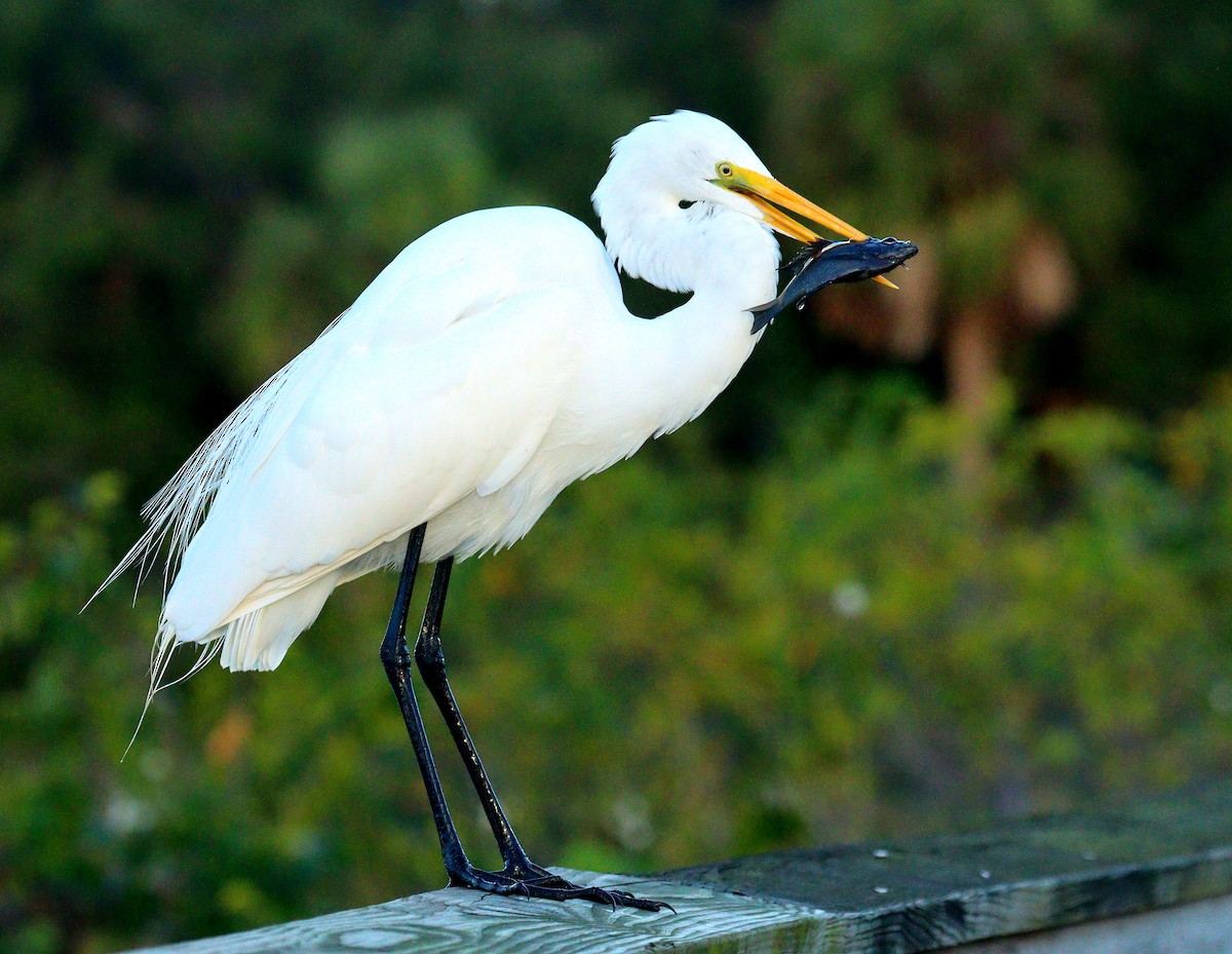 Grande Aigrette - ML647372146