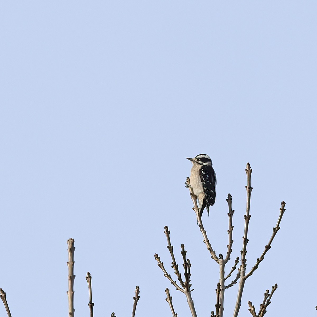 Pic mineur - ML647372151