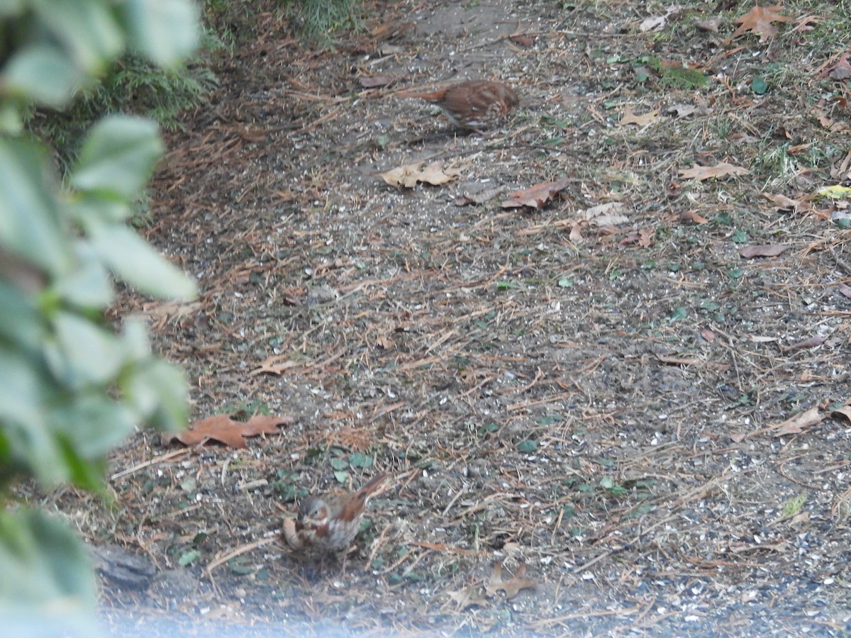 Bruant fauve - ML647372152