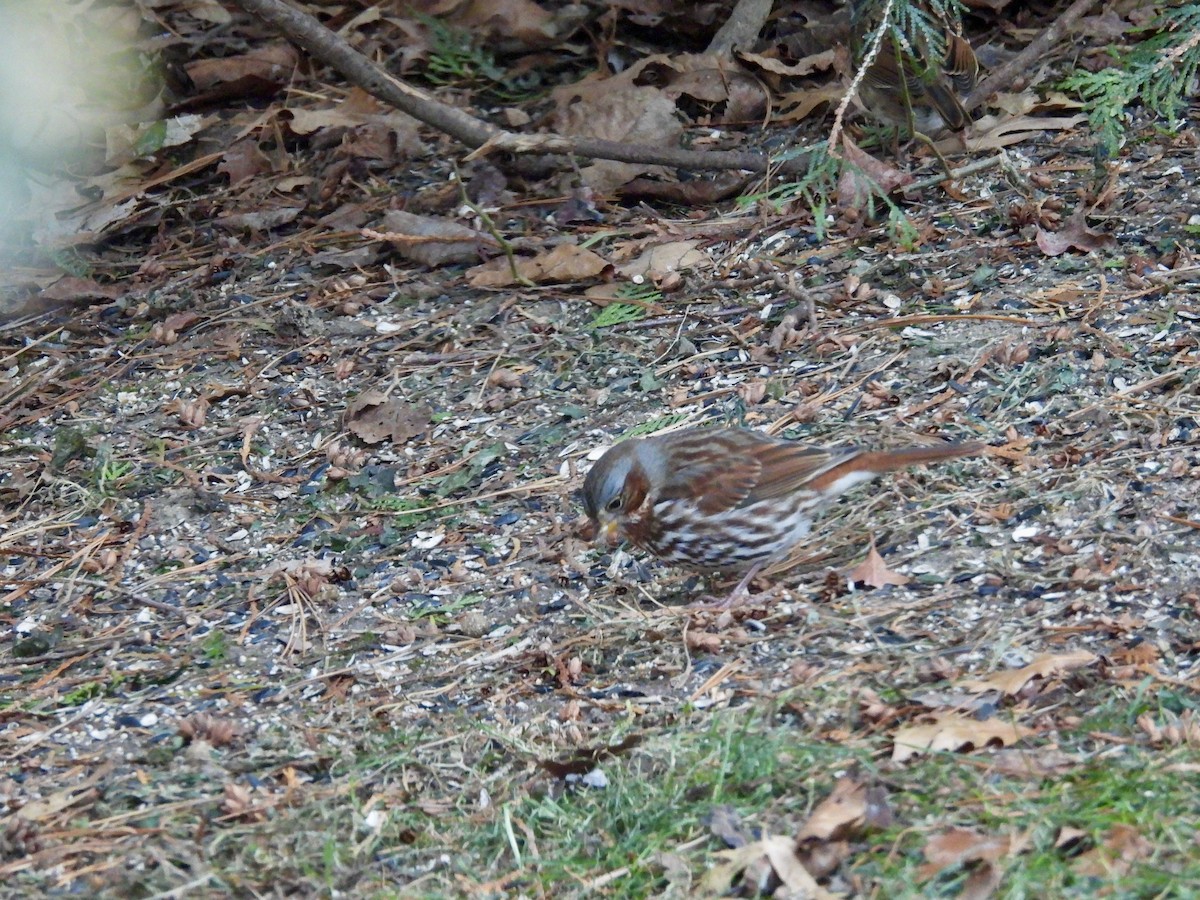 Bruant fauve - ML647372153