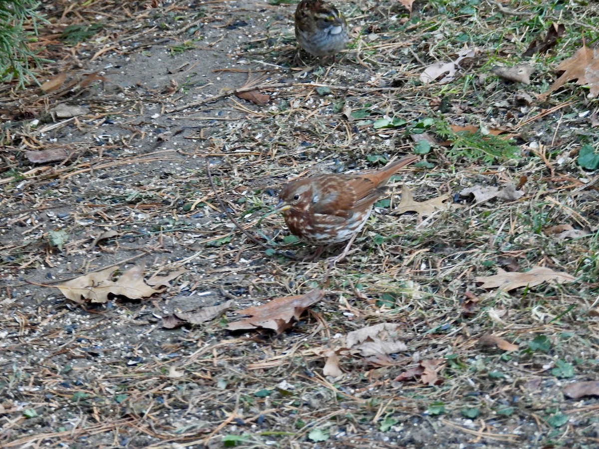 Bruant fauve - ML647372154