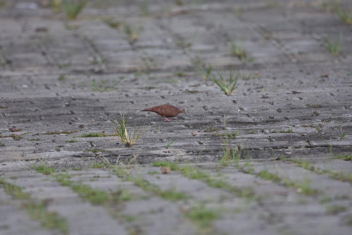 Colombe rousse - ML647372159