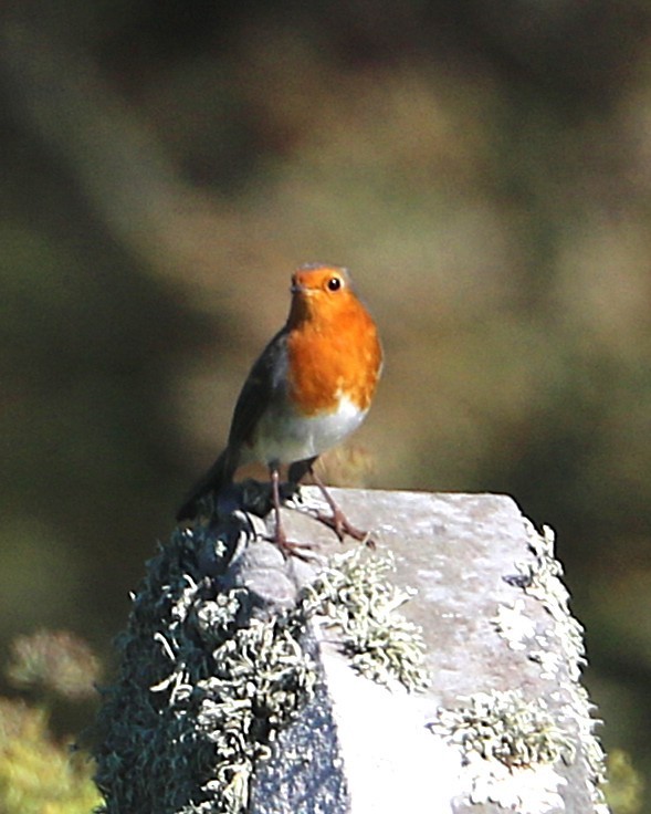 Rougegorge familier - ML647372161