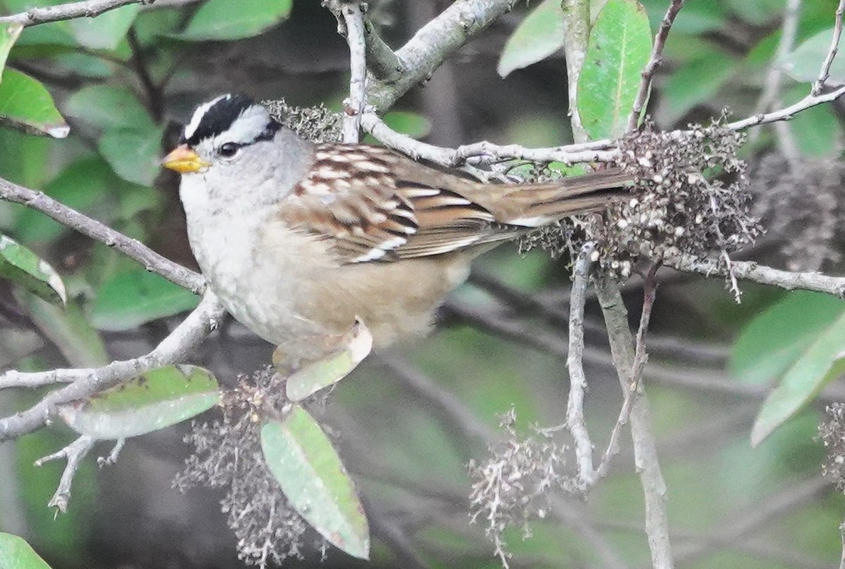 Bruant à couronne blanche - ML647372165
