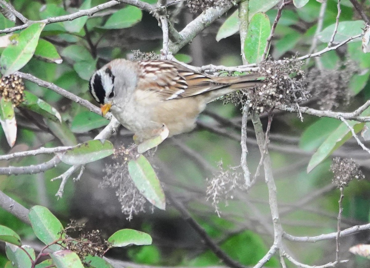 Bruant à couronne blanche - ML647372166