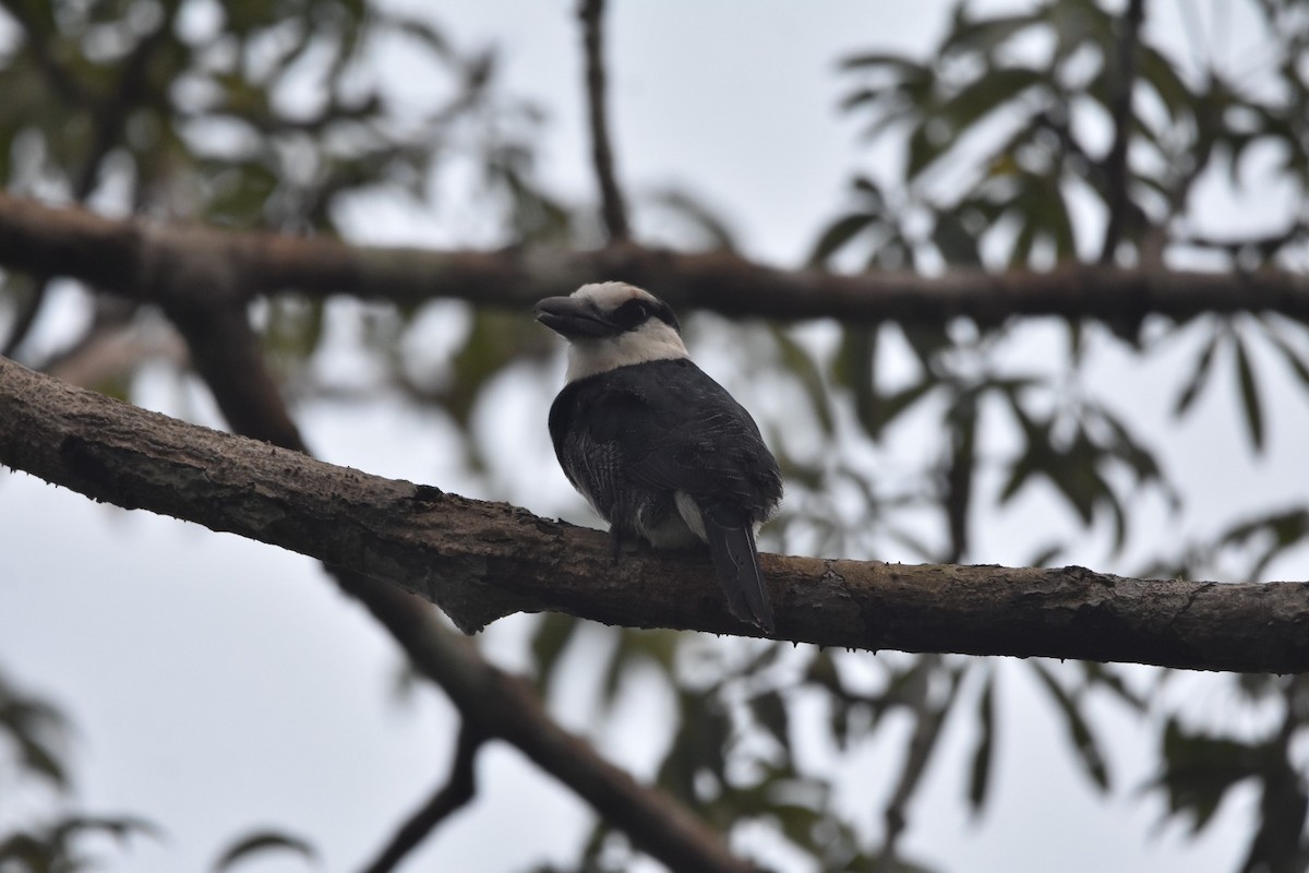 Tamatia à front blanc - ML647372167