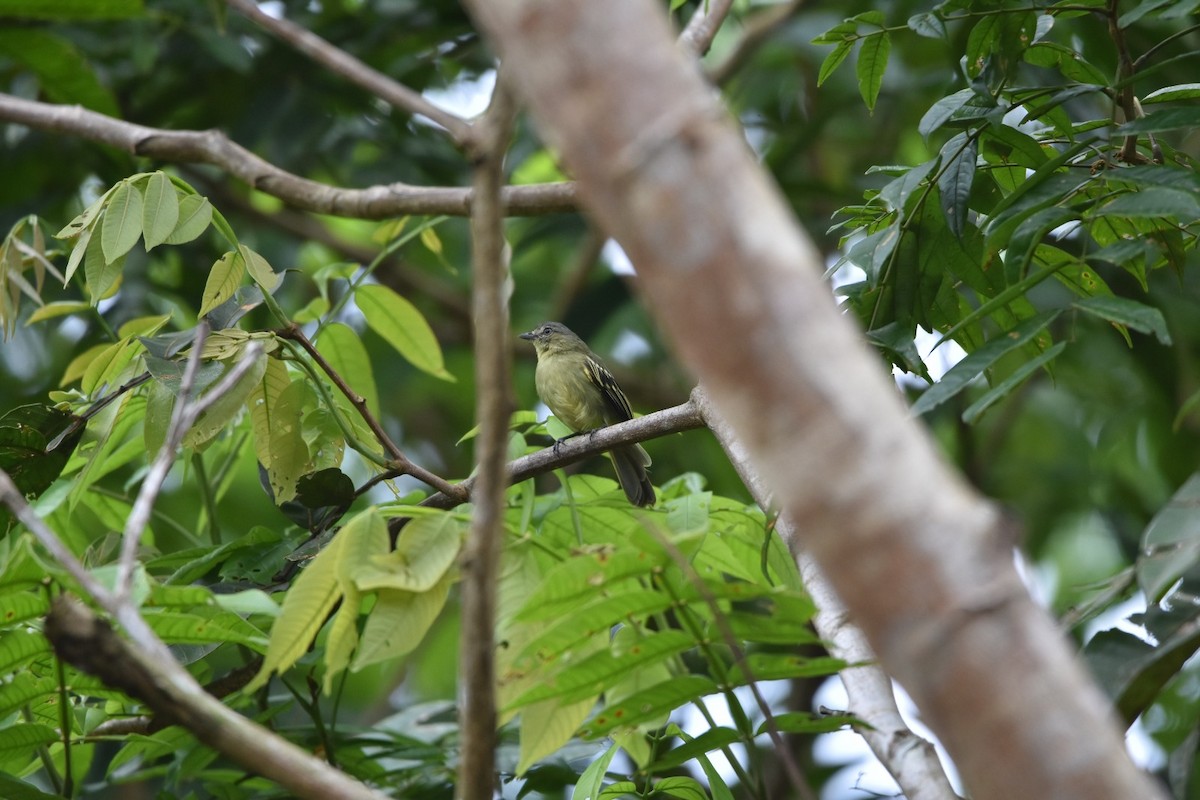 Tyranneau à petits pieds - ML647372168