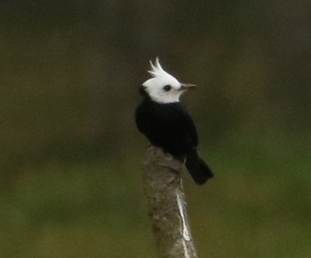 Moucherolle à tête blanche - ML647372169