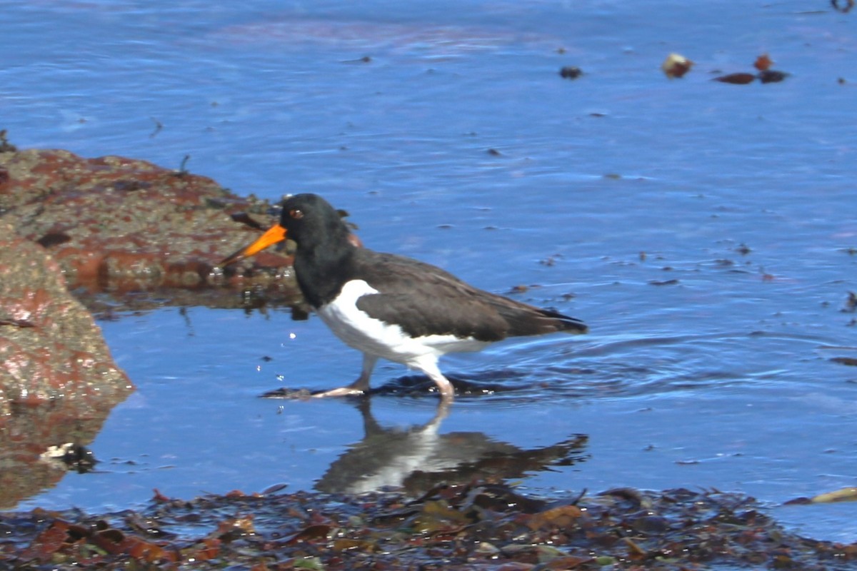 Huîtrier pie - ML647372170