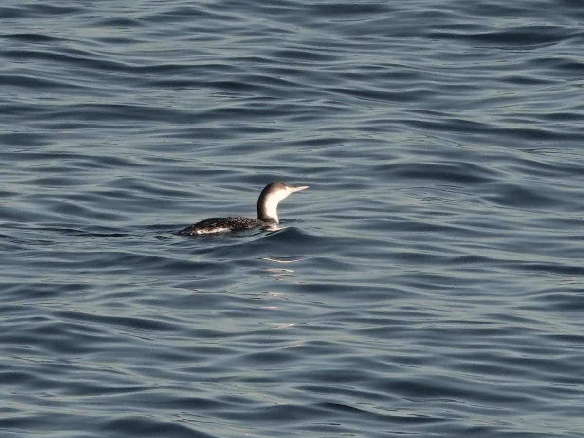 Red-throated Loon - ML647372184
