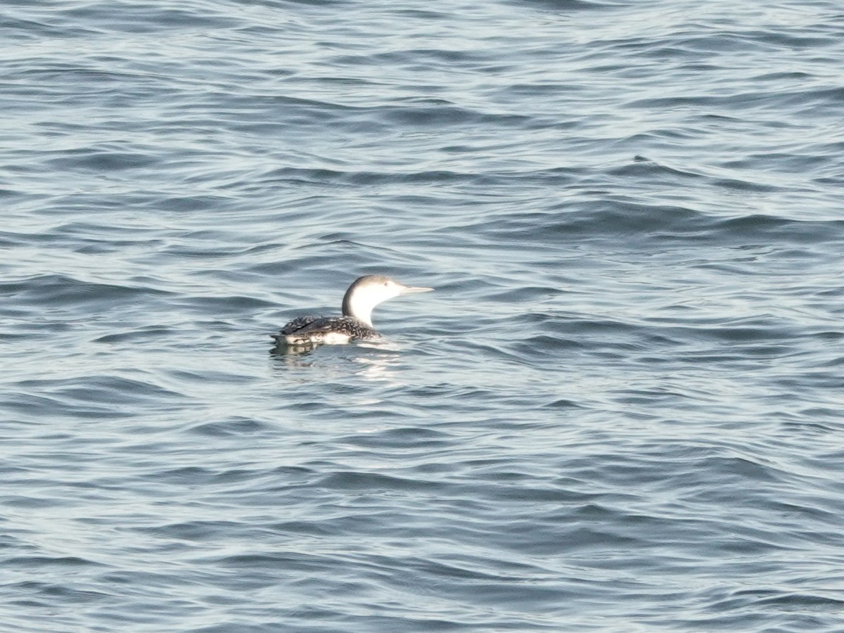 Red-throated Loon - ML647372185
