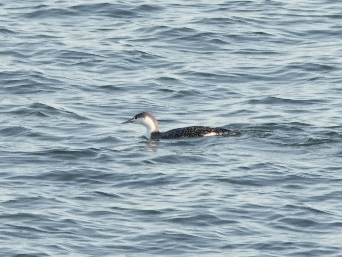 Red-throated Loon - ML647372186