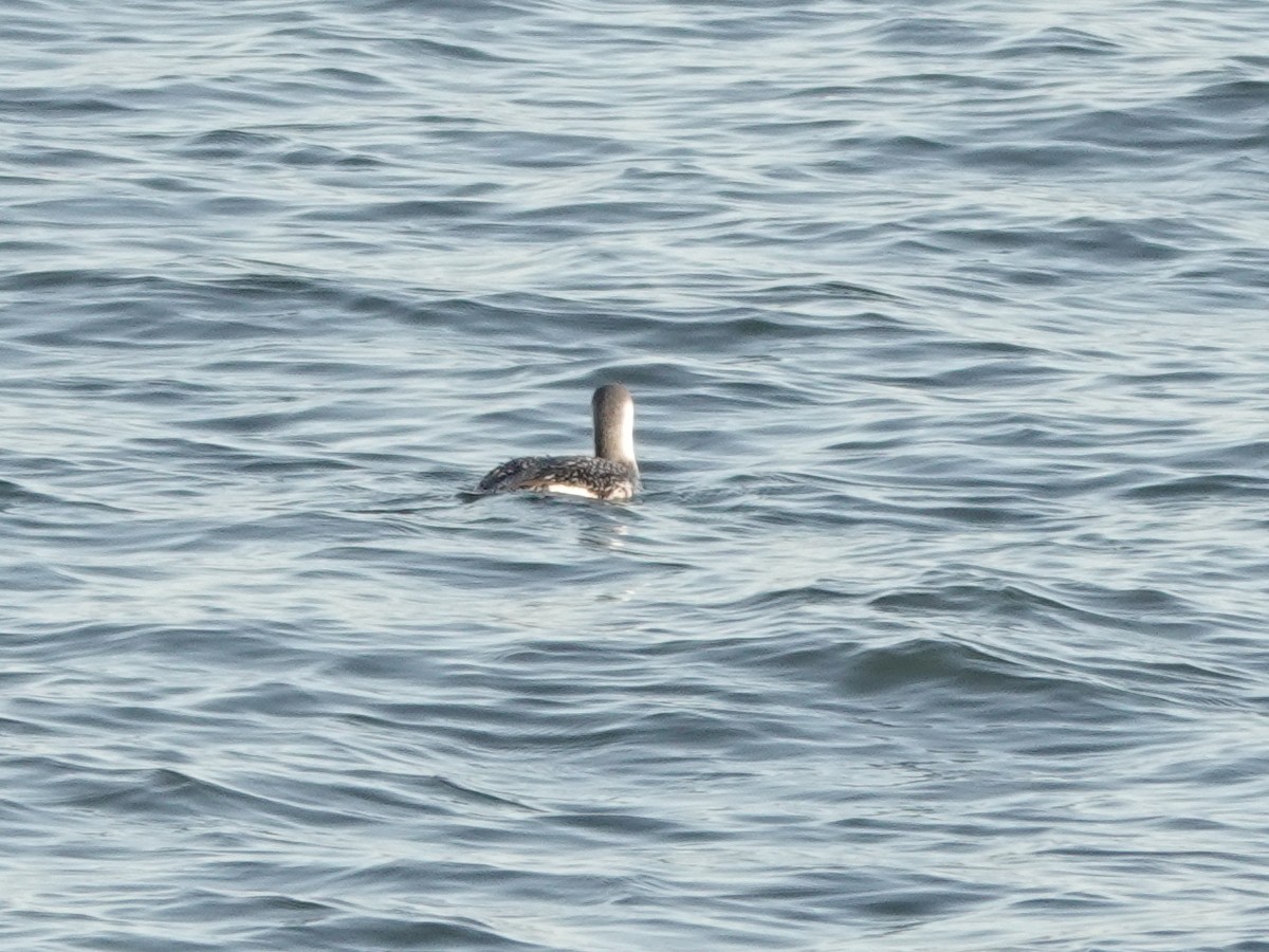 Red-throated Loon - ML647372187