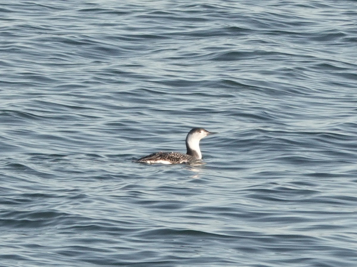 Red-throated Loon - ML647372188