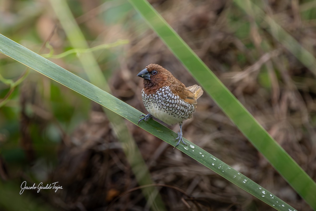 Чешуйчатая муния - ML647372197