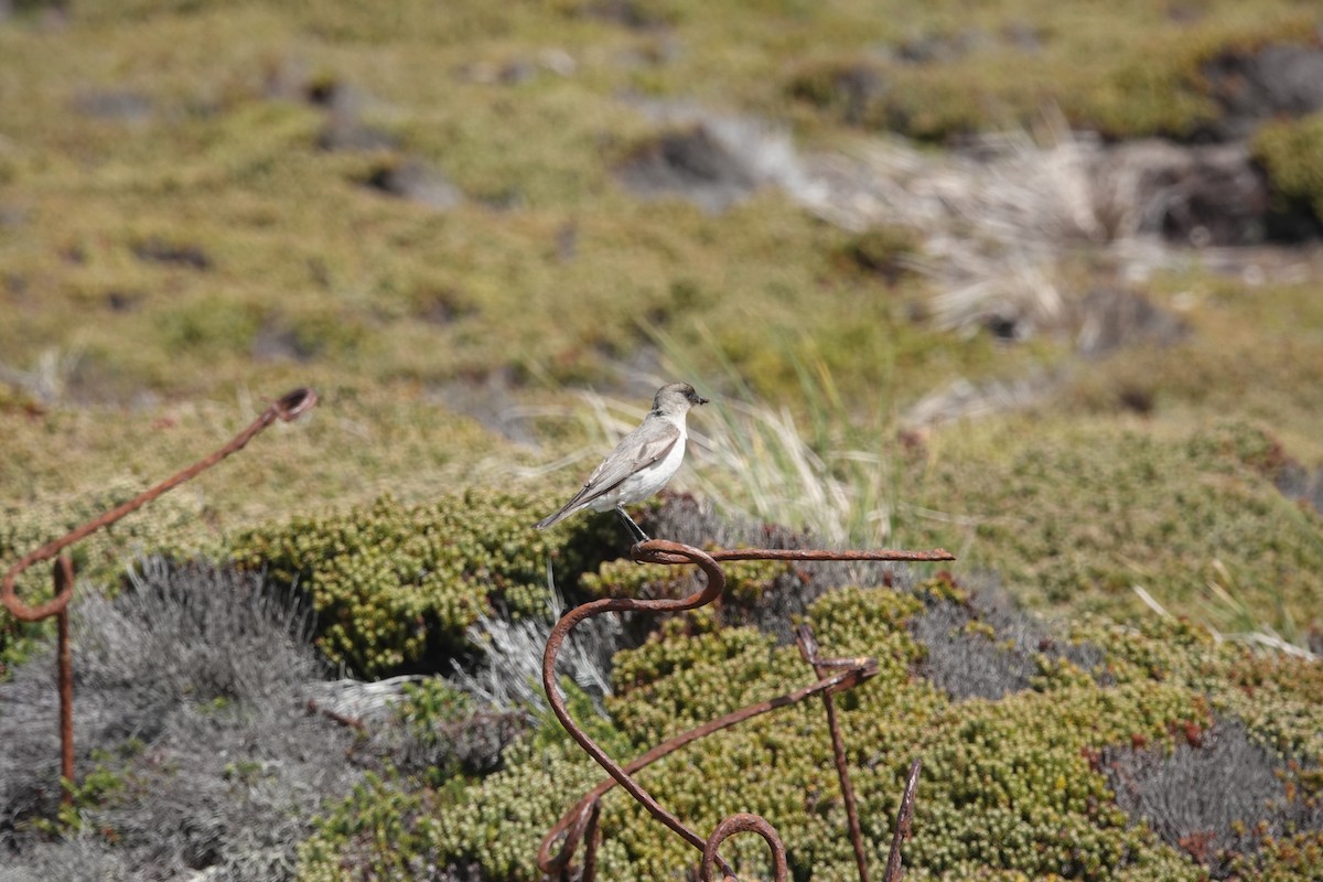 Dormilona Carinegra - ML647372222