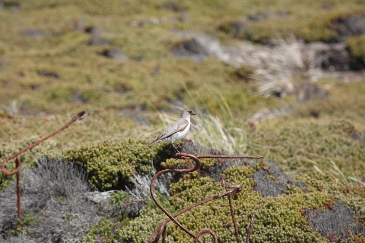 Dormilona Carinegra - ML647372223