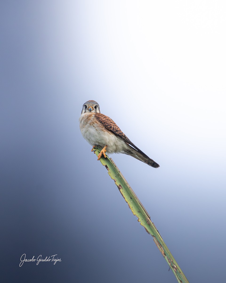 Воробьиная пустельга - ML647372224