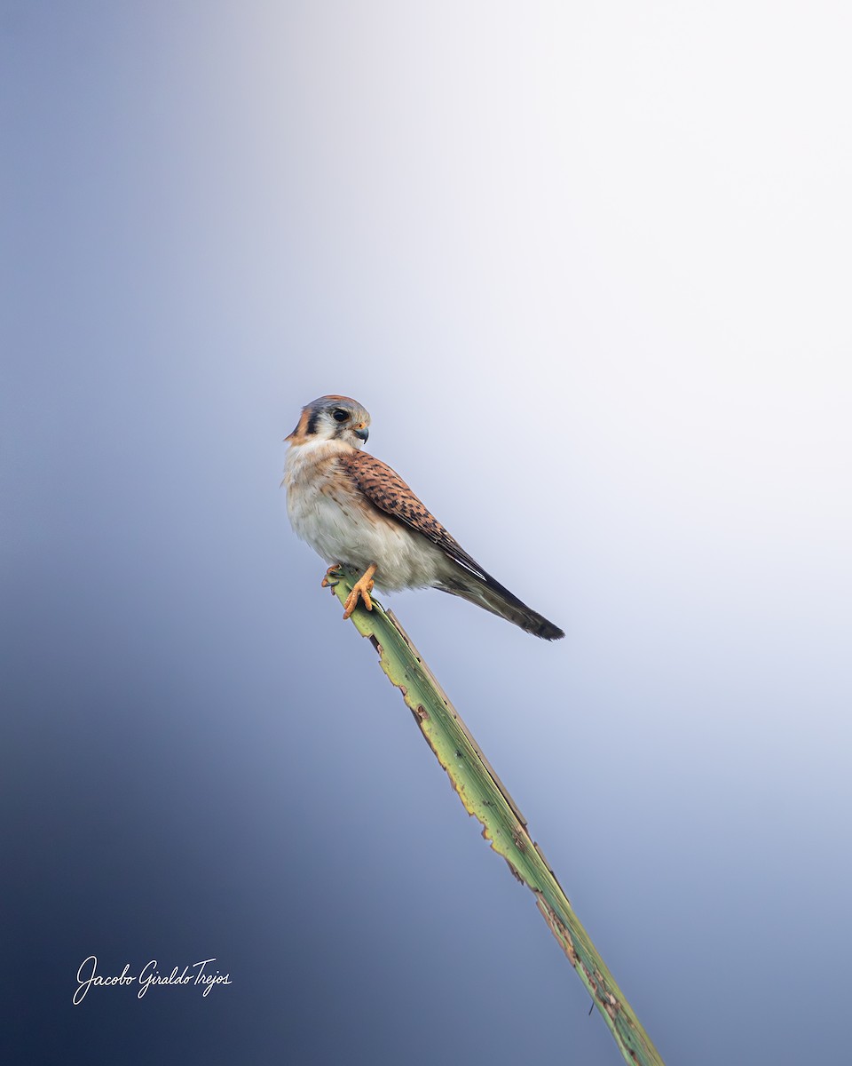 Воробьиная пустельга - ML647372225