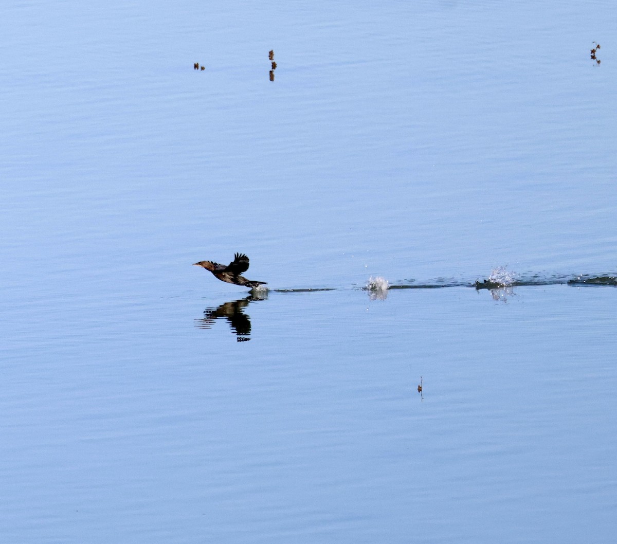 Ubarroi txikia - ML647372234