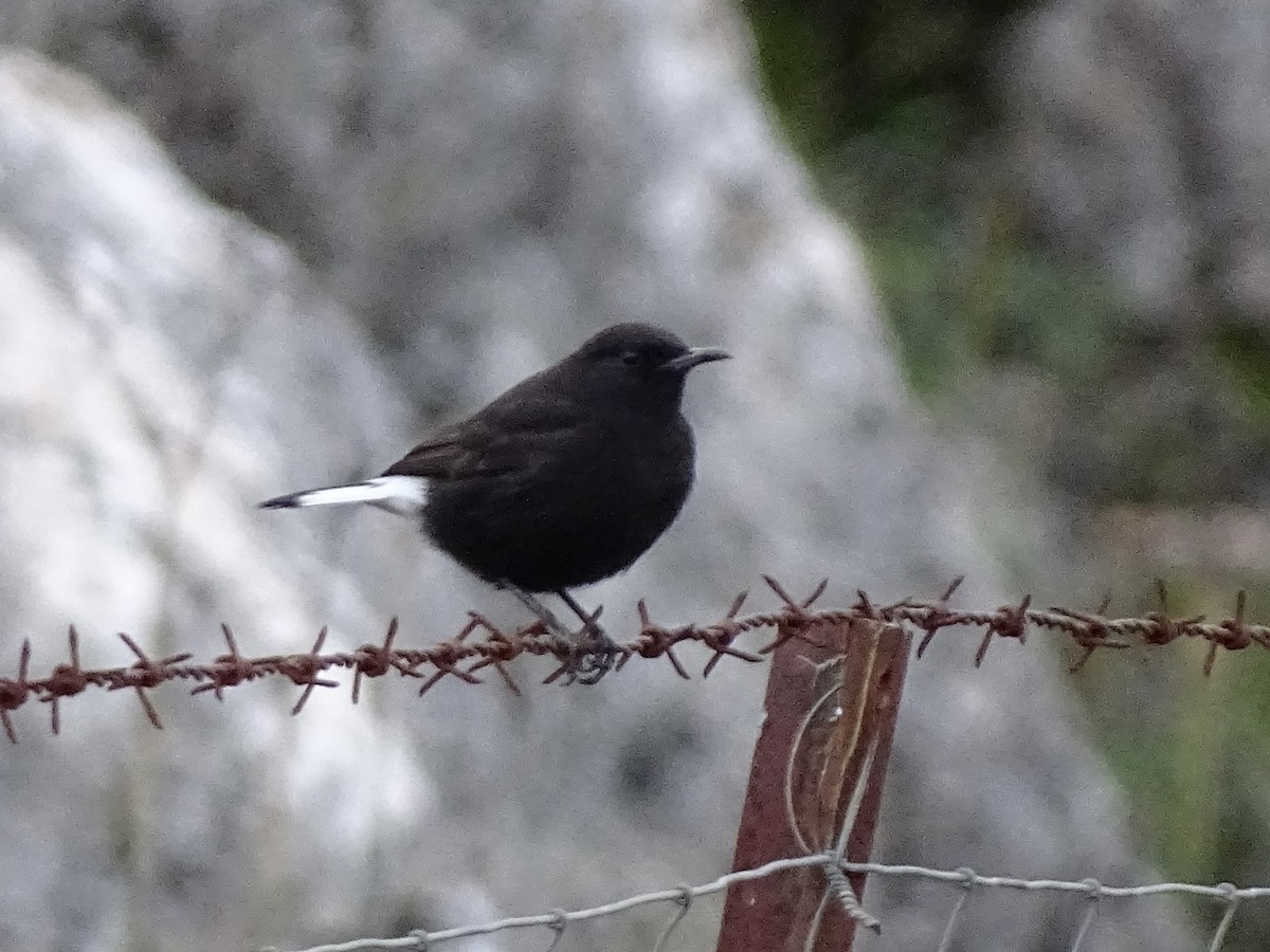 Black Wheatear - ML647372238
