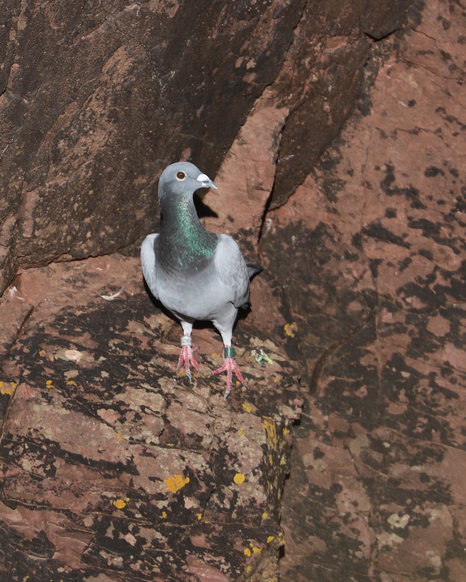 Rock Pigeon (Feral Pigeon) - ML647372246