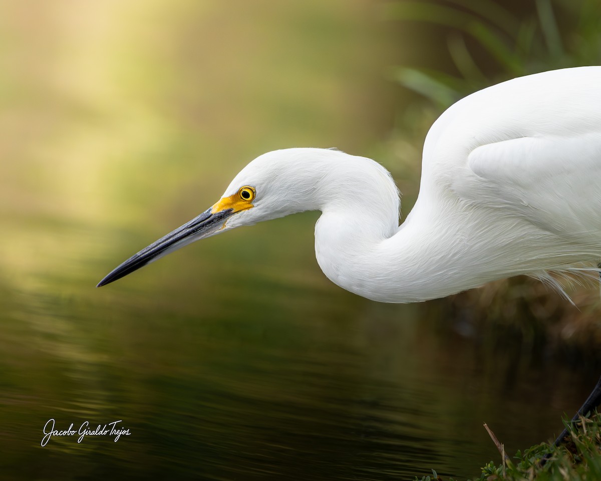 Снежная цапля - ML647372250