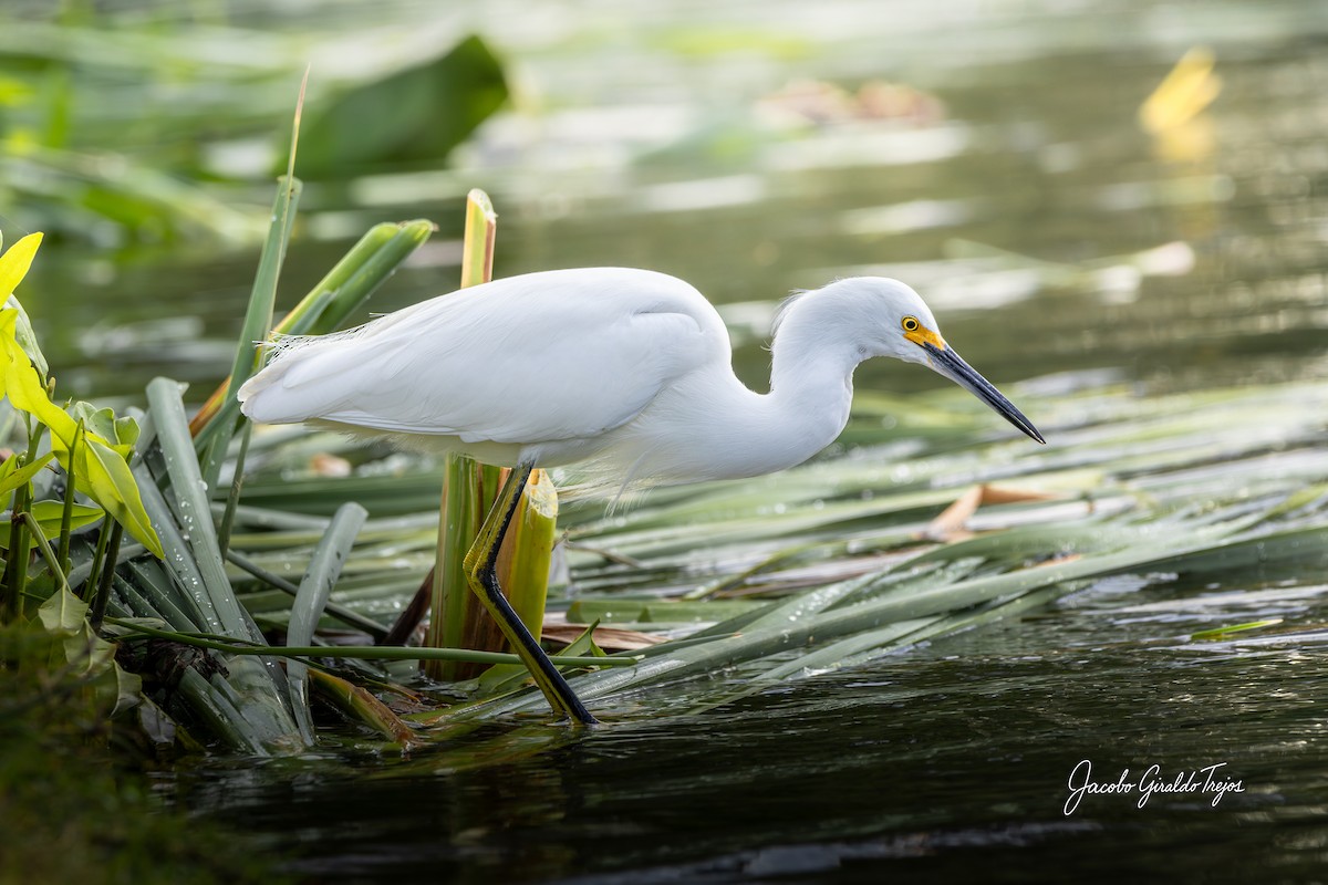 Снежная цапля - ML647372251
