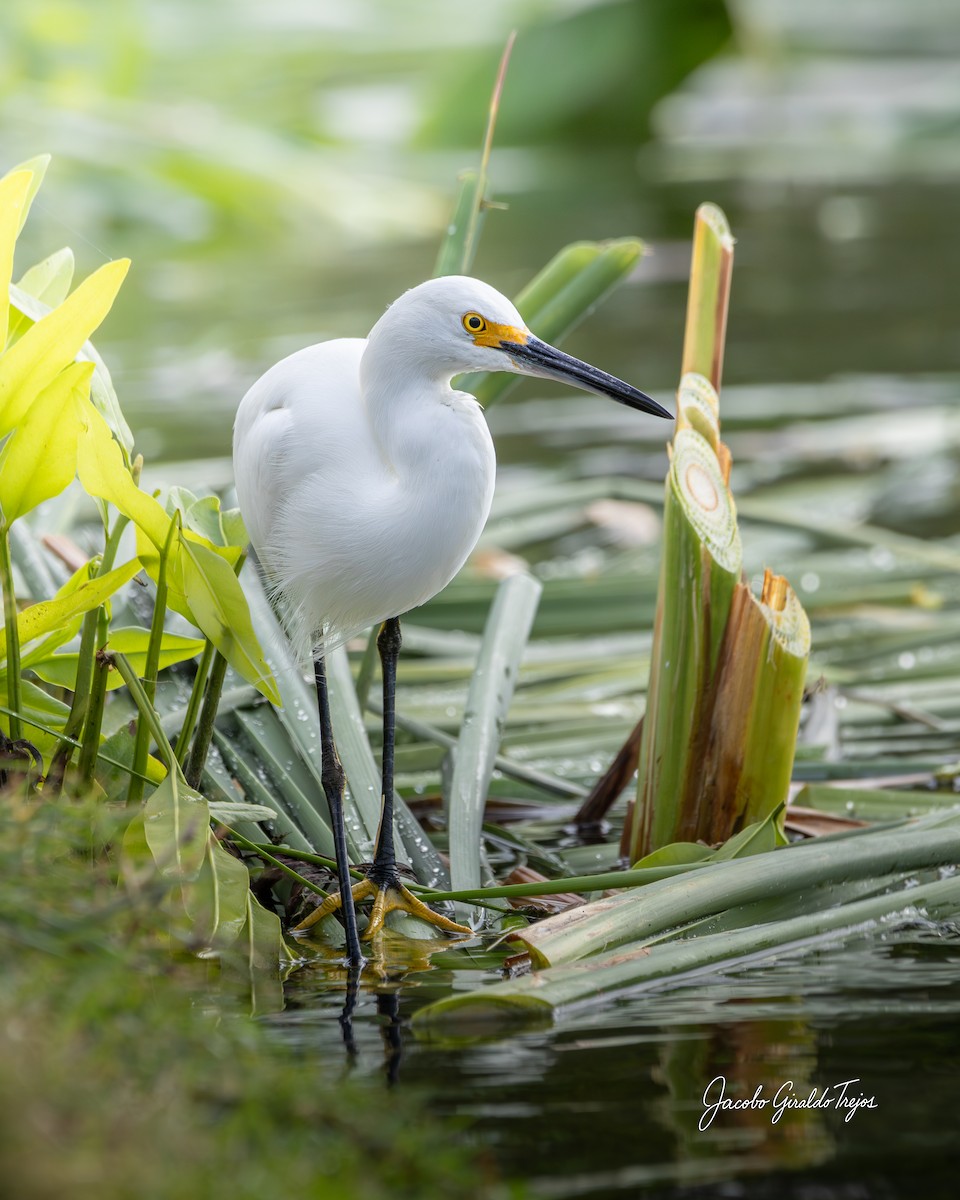 Снежная цапля - ML647372252
