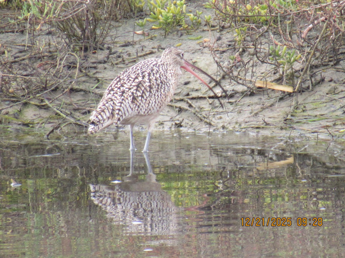 Кульон американський - ML647372253