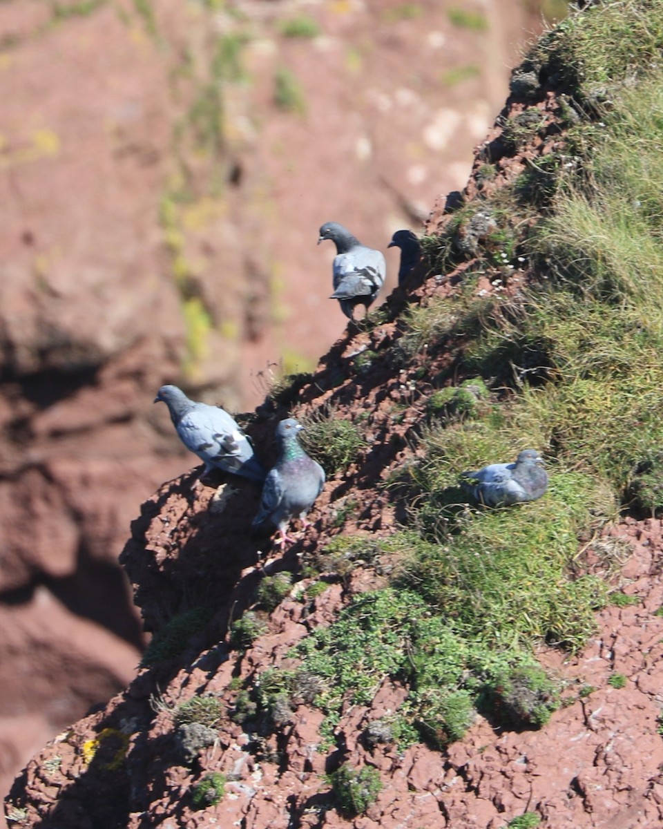 Rock Pigeon (Feral Pigeon) - ML647372254