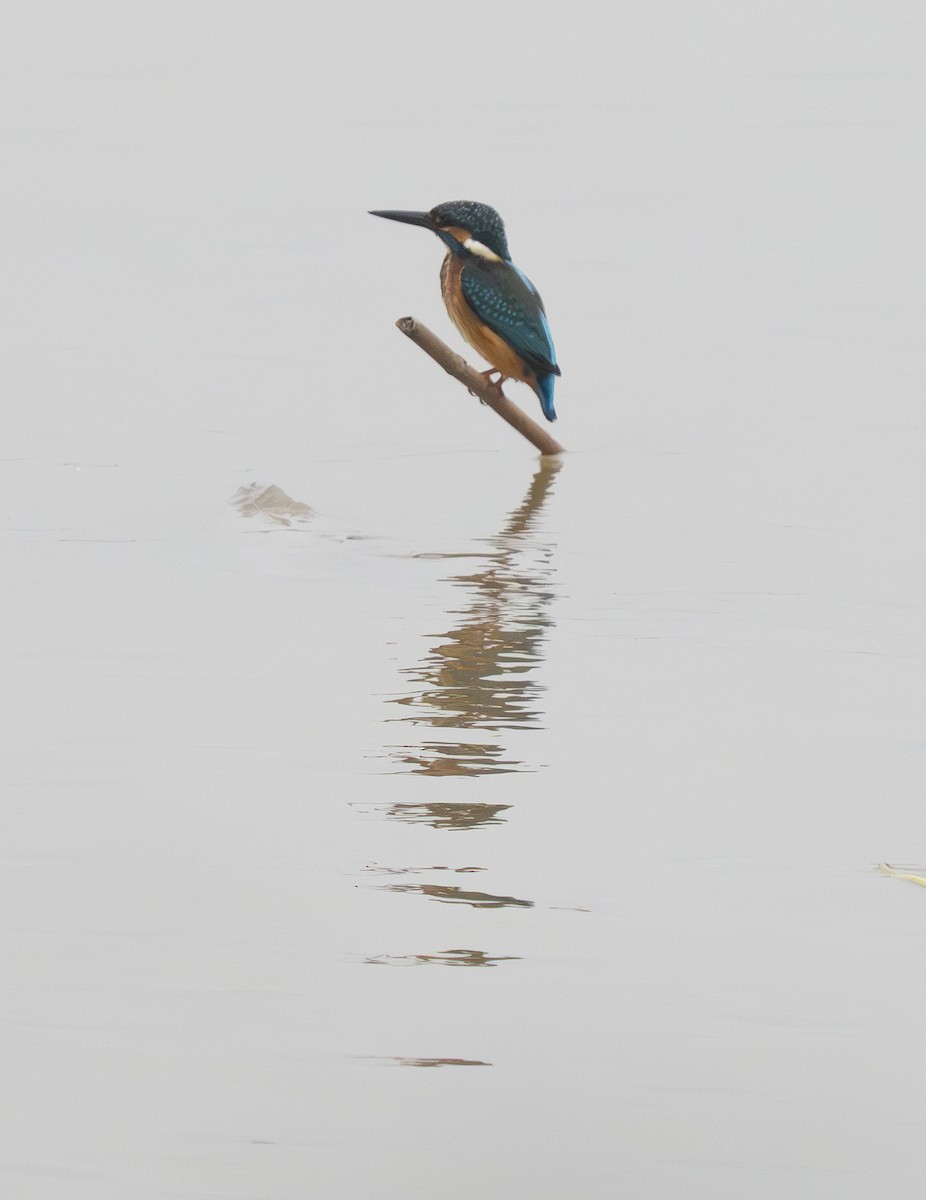 Common Kingfisher - ML647372256