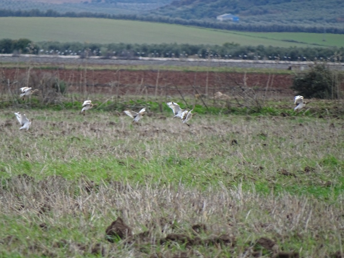 Great Bustard - ML647372281