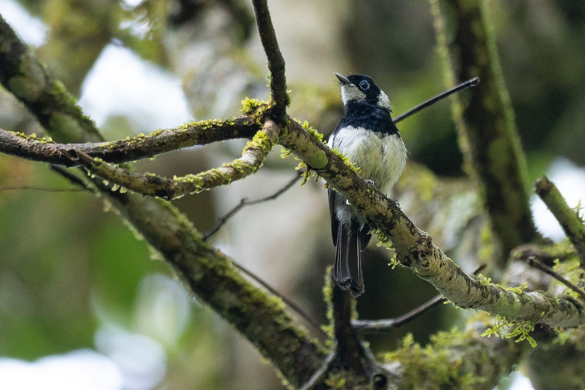 Pied Monarch - ML647372290
