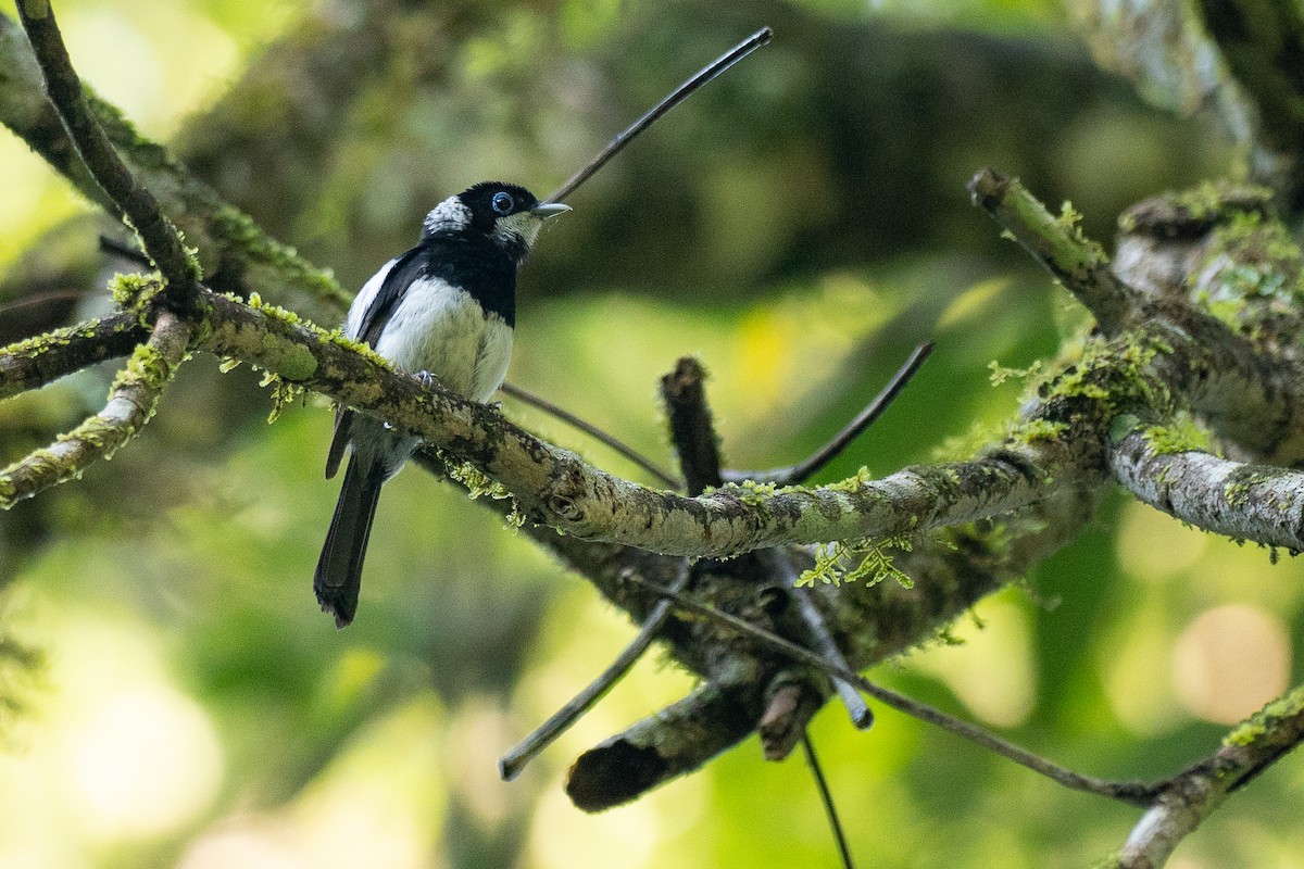 Pied Monarch - ML647372293